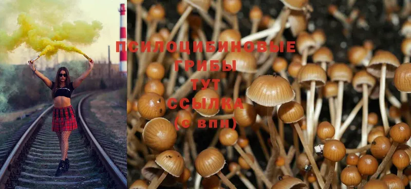 Галлюциногенные грибы Psilocybine cubensis  Добрянка 